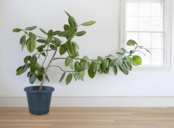 But Which Way is&nbsp;Up?